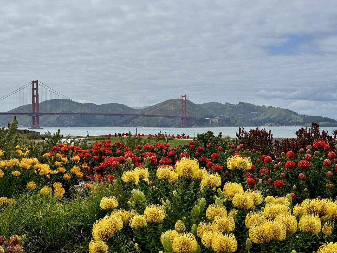 The Golden Gate Bridge seen across flower beds on the San Francisco shoreline